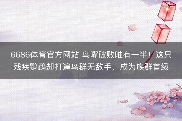 6686体育官方网站 鸟嘴破败唯有一半！这只残疾鹦鹉却打遍鸟群无敌手，成为族群首级